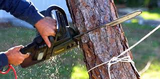 Best Tree Health Inspection  in Bridgeport, NY