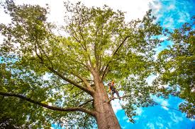 Best Leaf Removal  in Bridgeport, NY