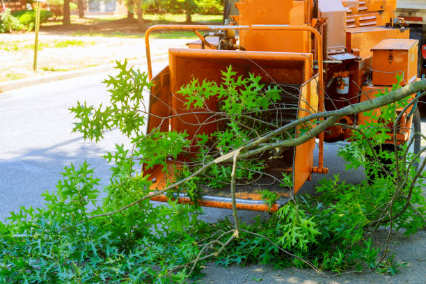 Best Utility Line Clearance  in Bridgeport, NY