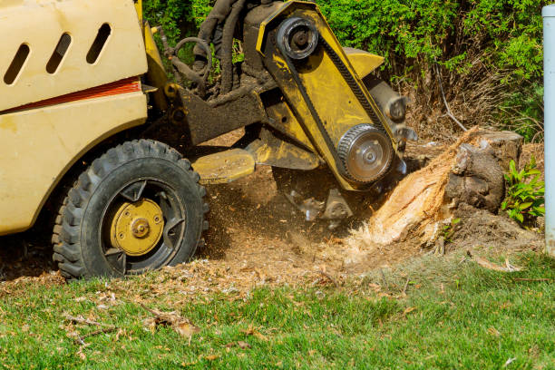 Lawn Renovation and Restoration in Bridgeport, NY