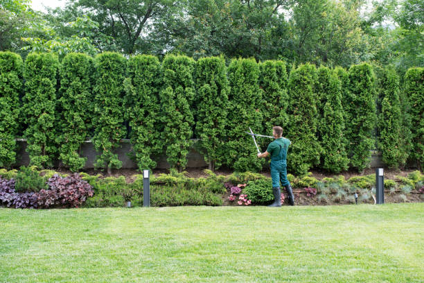 Best Tree Removal  in Bridgeport, NY