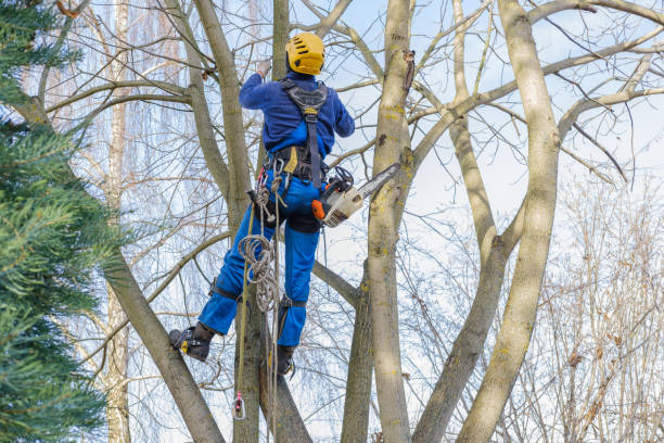 Best Tree Risk Assessment  in Bridgeport, NY