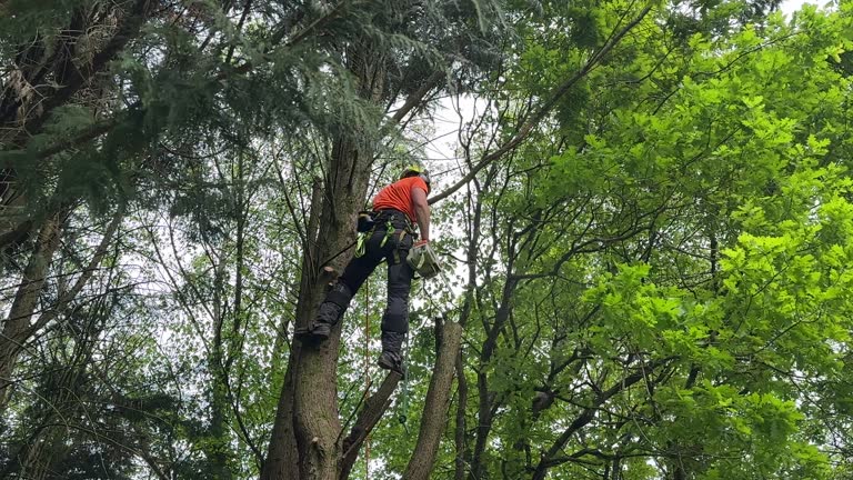 Best Storm Damage Tree Cleanup  in Bridgeport, NY