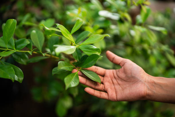 Reliable Bridgeport, NY Tree Services Solutions