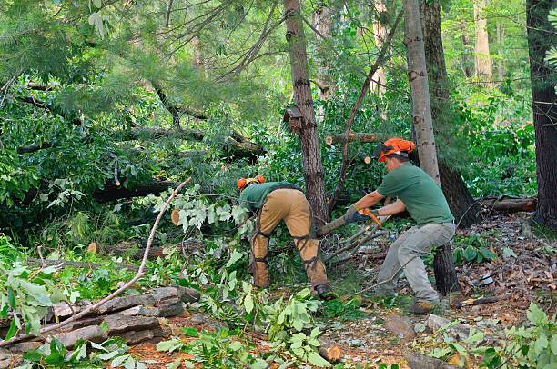 Best Tree Cabling and Bracing  in Bridgeport, NY