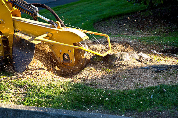 Best Hedge Trimming  in Bridgeport, NY