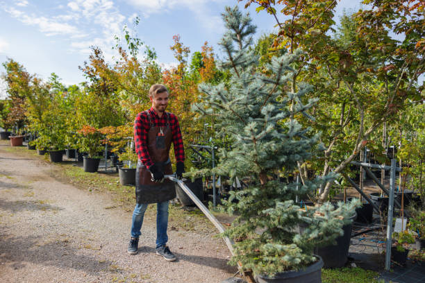 Best Hazardous Tree Removal  in Bridgeport, NY