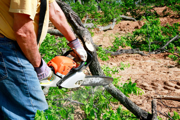 Best Fruit Tree Pruning  in Bridgeport, NY