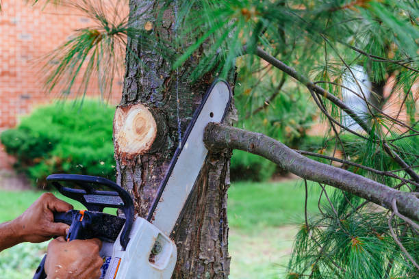 How Our Tree Care Process Works  in  Bridgeport, NY